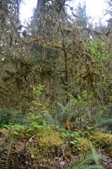Travel Through a Fairy Tale - Hoh Rain Forest Trail in Olympic National Park