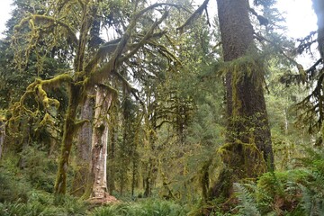 Fototapeta premium Travel Through a Fairy Tale - Hoh Rain Forest Trail in Olympic National Park