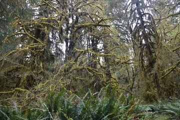 Travel Through a Fairy Tale - Hoh Rain Forest Trail in Olympic National Park