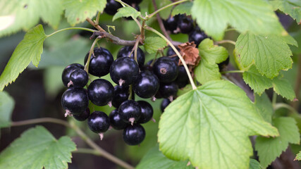 Ripe black curant edible berries hanging on bush branches closeup shot. Growing and ripening steps in homegrown or farm horticulture garden. Abundance of healthful juicy ecology organic nutrition