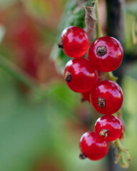 Ripe red currant berries close up on branches of green bush. Growing and ripening in homegrown or farm horticulture garden. Selective focus