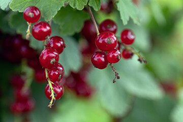 Juicy bright image of part of red currant bush with ripe bunch of berries surrounded by lush foliage on natural blurred background. Vegetable garden or garden in village. Berries for jam.
