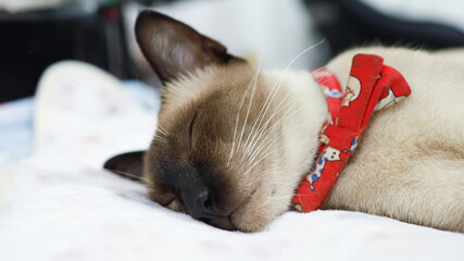Brown beige cat. Siamese cat resting