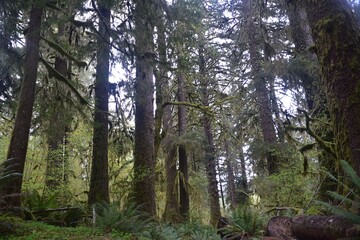 Obraz premium Travel Through a Fairy Tale - Hoh Rain Forest Trail in Olympic National Park