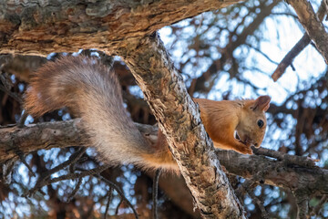 The squirrel with nut sits on a pine branches in the summer orautumn.