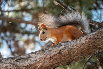Naklejka na ściany i meble The squirrel with nut sits on a pine branches in the summer orautumn.
