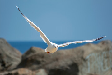 The European herring gull, Larus argentatus, flying on blue clear sea background.