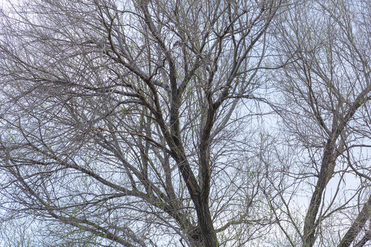 An elm tree in the sky with many branches in the spring that starts in the vegetation