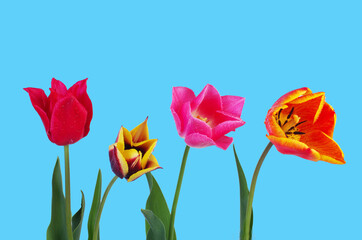 Multicolored tulips on a blue background. Isolated on blue. 