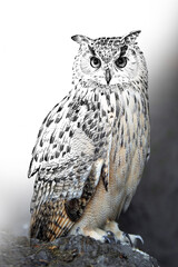 Hand drawing and photography owl combination. Sketch graphics animal mixed with photo