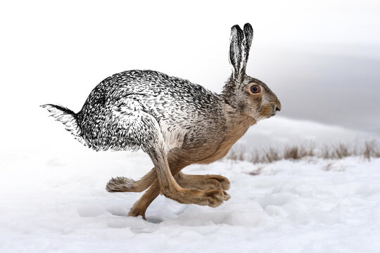 Hand drawing and photography hare combination. Sketch graphics animal mixed with photo