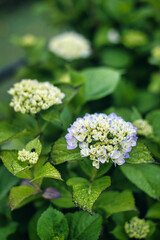 Tokyo,Japan-May 19, 2021: Small Hydrangea flower after the rain
