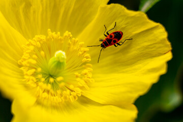 Macro of a yellow corn poppy flower in direct sunlight, the flower is fully open and is showing its green stam. The flower has a firebug, Pyrrhocoris Apterus, walking towards the center.