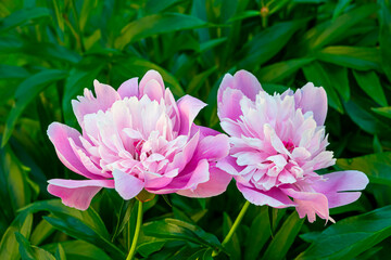 Obraz premium Pink peony flower on a bush with green leaves in the spring in the garden