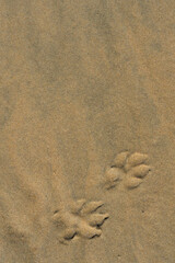 Fototapeta na wymiar Dog footprints in the river sand vertical texture or background