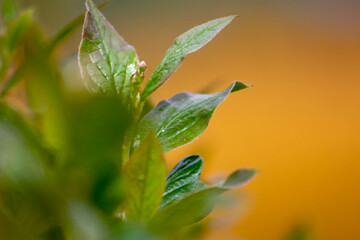 Boxwood leaf close up. blur yellow background, spring growth of ornamental shrubs.