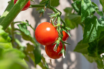 Red tomatoes on a branch in the garden close up