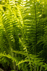 Fresh ferns on a summer day. sun is backlighting the fern, with lush green color emerging. Great for background and for nature imagery.