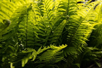 Fresh ferns on a summer day. sun is backlighting the fern, with lush green color emerging. Great for background and for nature imagery.