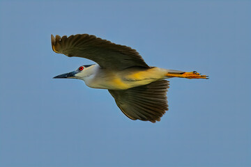 Black-crowned night heron