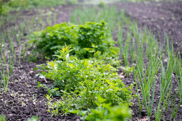 Vegetable garden in early spring.