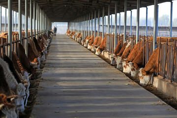 Lean beef cattle in farms, North China