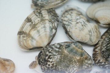 頭を出す美味しいアサリのイメージ素材