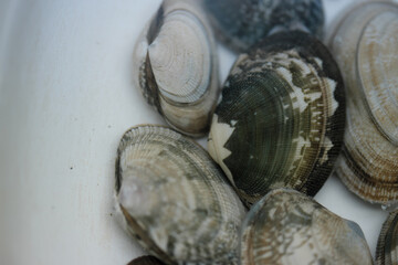 潮につけたアサリ