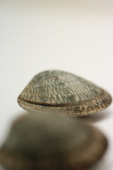 並ぶアサリの素材「縦構図」