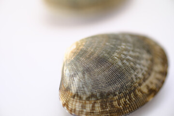 美味しいアサリの貝のイメージ素材