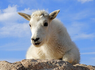close up of a cute and curious rocky mountain mountain goat kid perched on a granite boulder on a sunny summer day on the summit of fourteener mount evans, colorado