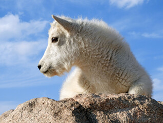 Obraz na płótnie Canvas close up of a cute and curious rocky mountain mountain goat kid perched on a granite boulder on a sunny summer day on the summit of fourteener mount evans, colorado