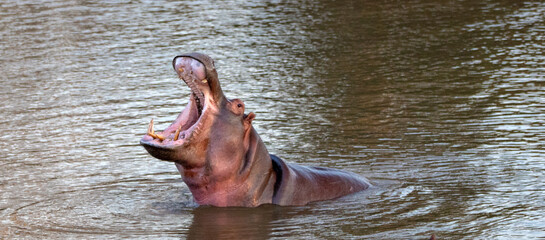Common Hippopotamus [hippopotamus amphibius] displaying tusks while yawning in a lake in Africa