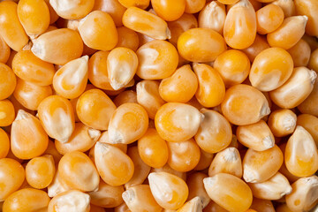 Yellow Corn Corn Scattered Background. Macro photography