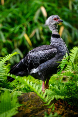 Acryllium vulturinum - Pearl vulture walking on the ground.