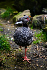 Acryllium vulturinum - Pearl vulture walking on the ground.