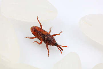 Rice weevil on white background
