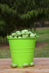 Summer Harvest Miniature Mexican Watermelons - Melothria scabra