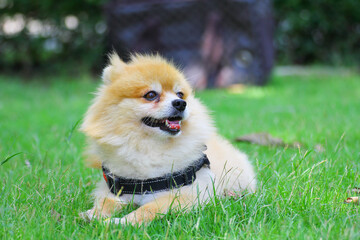 chihuahua puppy in the grass