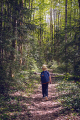 A walk through the spring forest