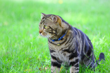 cat on grass