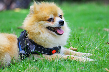 chihuahua in the grass