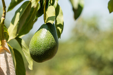 Bunch of fresh avocados ripening on an avocado tree branch in sunny garden in Peru