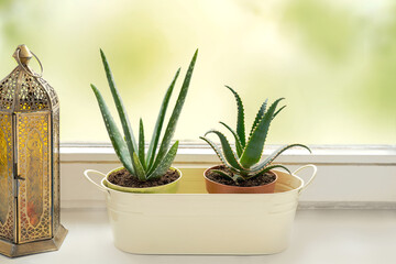 Green home house plants on windowsill. Collection of home aloe vera with lamp