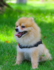 chihuahua in the grass