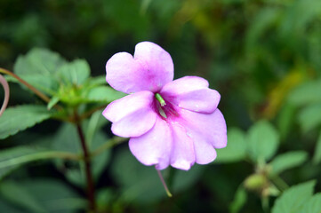 beautiful purple flowers in a garden