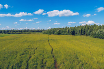 Fototapeta premium Trail in the field grass. Meadow picturesque summer landscape with clouds on blue marvelous sky view background. Green grassland countryside stock photo.