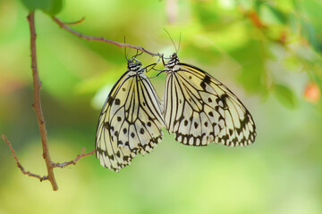 多摩動物公園昆虫館の蝶