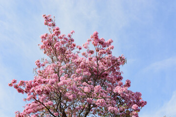 Spring tree with pink flowers. Flowers of a Spring Tree, Handroanthus sp.