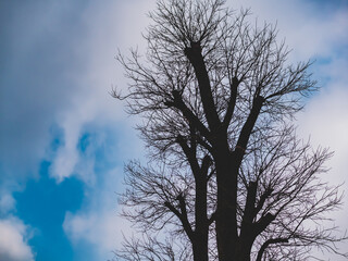 A dead tree under the blue sky and white clouds